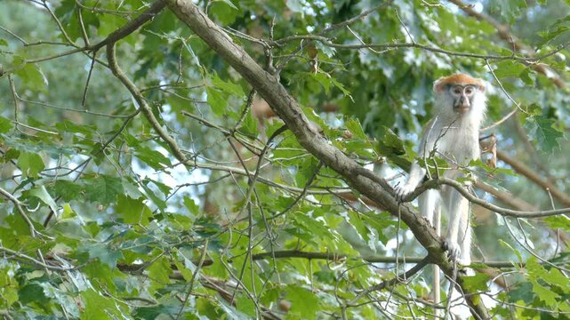 The patas monkey on a tree branch. Scientific species name - Erythrocebus patas