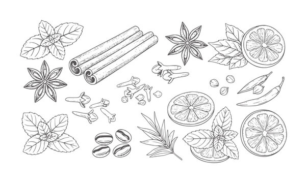 Assortment of hand drawn spices and herbs including cinnamon sticks star anise and citrus slices