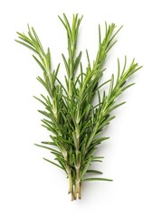Fototapeta premium Fresh rosemary sprig displayed against a plain background