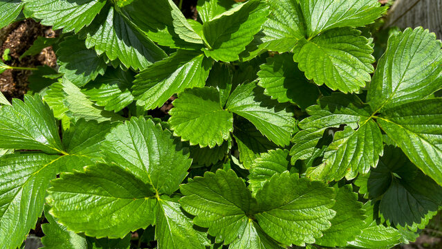 Fresh green strawberry leaves forming dense natural texture background
