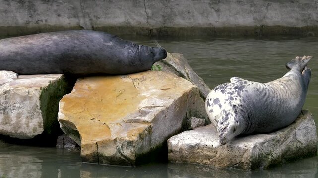 Gray Seals Basking on Stones. Scientific name - Halichoerus grypus
