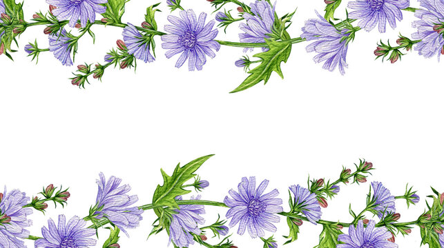 Blooming chicory flowers seamless border decoration element watercolor illustration. Hand drawn Cichorium intybus medicinal plant on white background. Chicory meadow wildflower border decor design