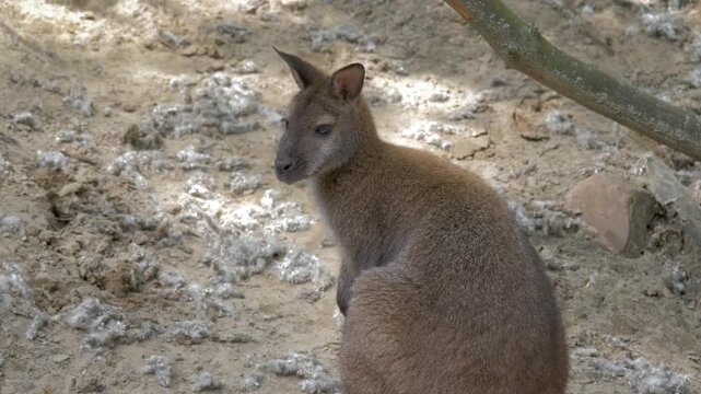 The Red-Necked Wallaby. Bennett's Wallaby. Scientific species name - Macropus Rufogriseus