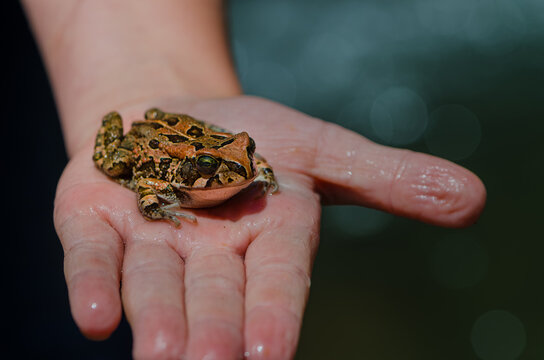 Guttural toad sitting on palm of man's hand, side-front view