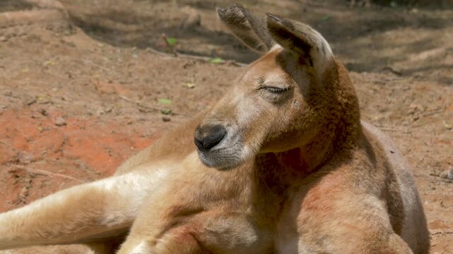 Portrait of the red kangaroo. Scientific species name: Macropus rufus