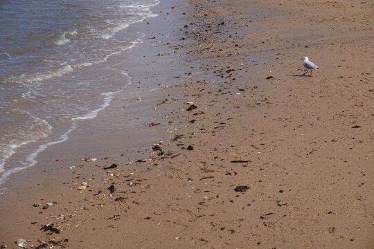 Seagull walking along sandy beach shoreline at Redcliffe Queensland Australia close up coastal detail