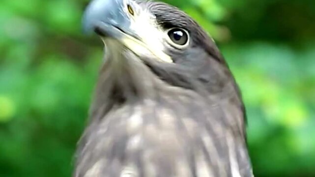 Juvenile Bald Eagle Head Portrait Closeup