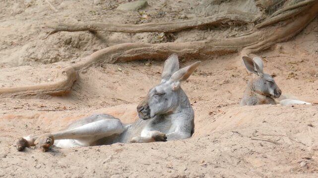The red kangaroos are resting in shadow on the desert. Latin name - Macropus rufus