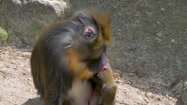 Portrait of Mandrill Monkey. Latin name - Mandrillus sphinx