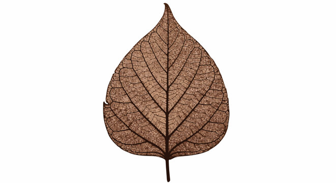 Detailed brown leaf skeleton with prominent veins on a white background