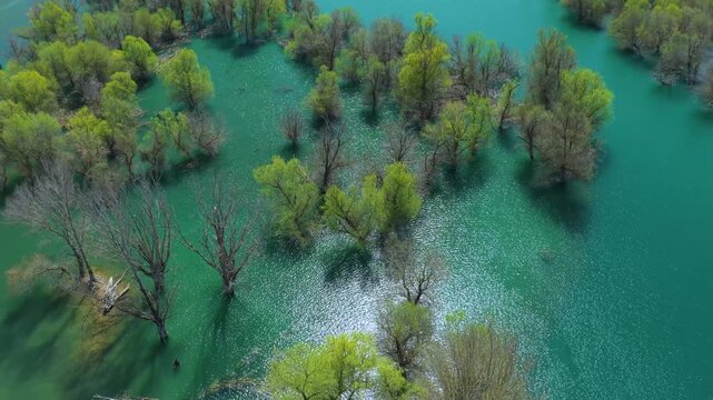 Aerial view from a drone of the willow groves at the Yesa reservoir in the province of Zaragoza, Aragon, Spain, Europe