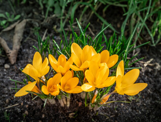 Obraz premium yellow crocus flowers
