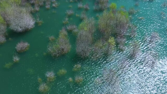 Aerial view from a drone of the willow groves at the Yesa reservoir in the province of Zaragoza, Aragon, Spain, Europe
