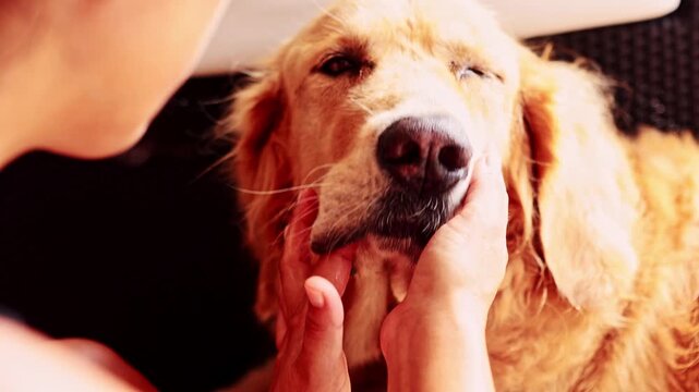Owner hands cleaning a golden retriever's face