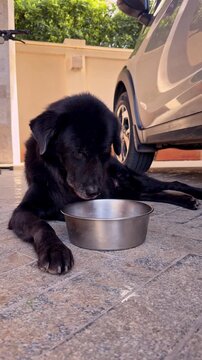 Black senior dog cleaning face and paws after eating