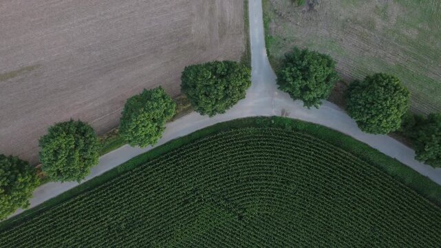 Descending aerial view of a countryside road in Dambach-La-Ville, France. Farmlands, trees and the road show in drone footage of rural landscape in Alsace region from a top-down perspective.