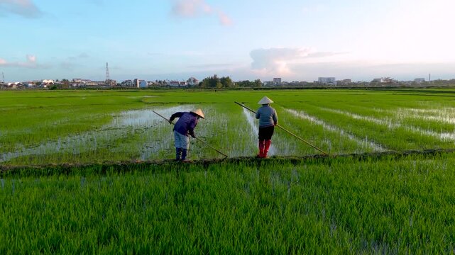 Aerial view of farmers cultivating the flooded rice paddies in the countryside, creating a patchwork of vibrant green fields, Hoi An, Quang Nam, Vietnam.