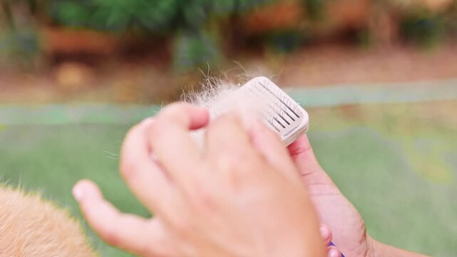 Person cleaning a slicker brush full of golden retriever fur