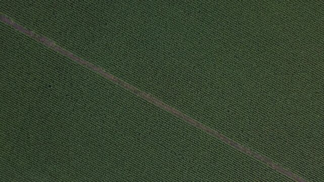Aerial drone view of a green corn field in Dambach-La-Ville, France. Rows of crops create a textured pattern of Agriculture and farming landscape.