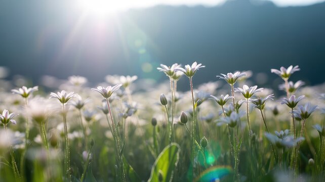 Dazzling white wildflowers in a vibrant sunlit meadow with shimmering lens flare and seren