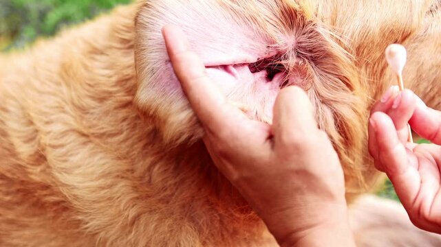 Person carefully cleaning a dog's ear with a cotton swab