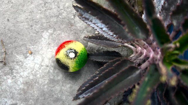 Top Down View of Kalanchoe Daigremontiana Succulent and Small Rasta Colored Sphere on Concrete Background