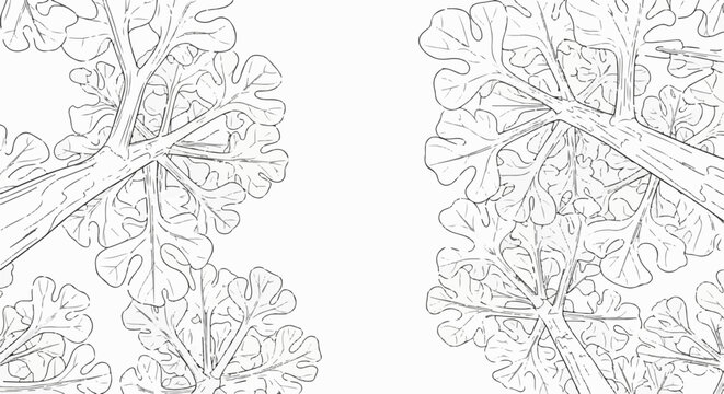 Stylized sketch of large, lobed leaves and branches against a white background