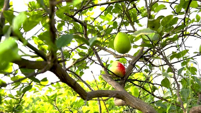 Low angle view of colorful spheres resting on green tree branches