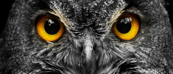 Intense owl eyes close up banner with black background dramatic wildlife detail © denisapro