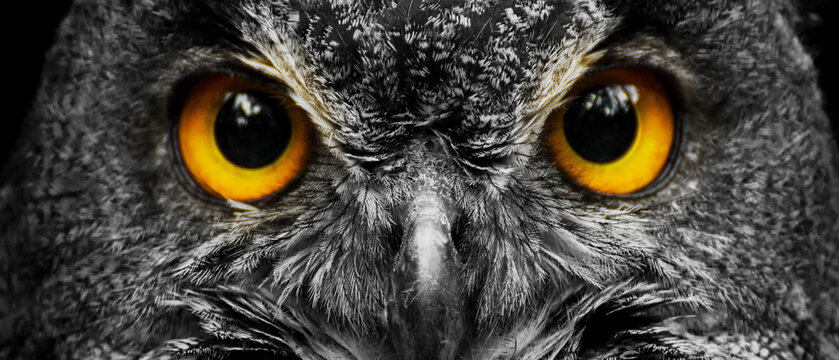 Intense owl eyes close up banner with black background dramatic wildlife detail