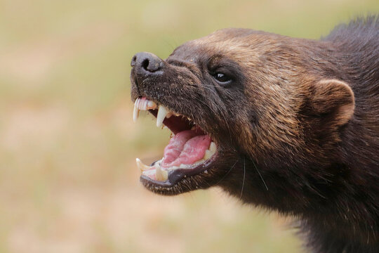 Aggressive wolverine showing teeth in close up wildlife portrait