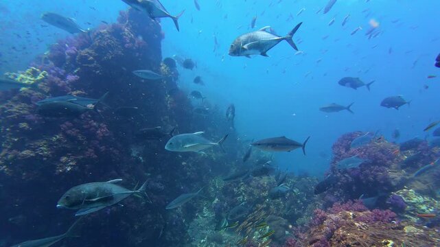 Richelieu Rock, Thailand: Slow motion underwater footage of a few giant  trevally swimming among other tropical fishes during a dive in the Richelieu Rock site in the Andaman sea in Thailand