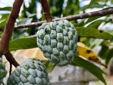 srikaya or Annona squamosa fruit with blurred background
