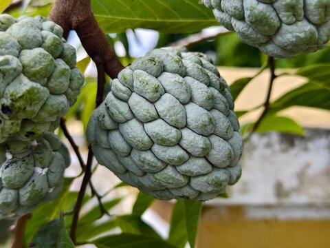 srikaya or Annona squamosa fruit with blurred background