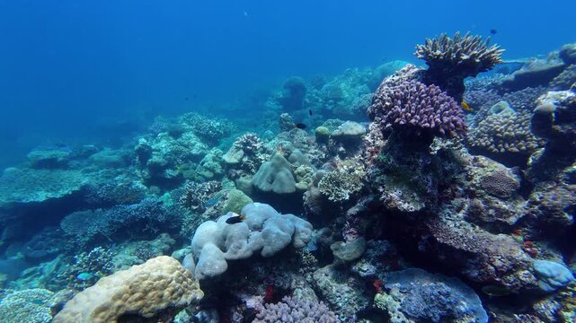 Similan island, Thailand: Underwater footage of scuba divers enjoying a fun dive around the tropical and colorful healthy  coral reef of the Surin island dive site  in the Andaman sea in Thailand. 