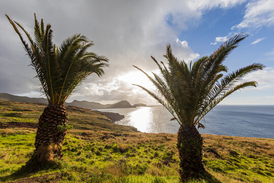 Palm trees and coastal landscape at Miradouro da Ponta do Rosto Madeira