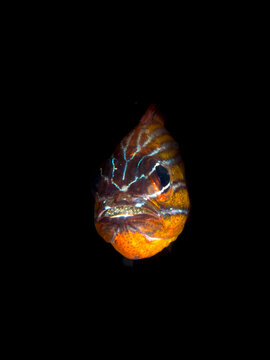Cardinalfish Cheilodipterus with eggs on black underwater Lembeh Strait