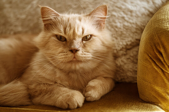 Relaxed british longhair redcat resting on a sofa indoors