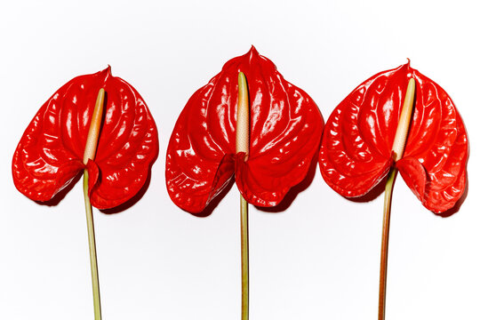 Red anthurium flowers on white background botanical still life