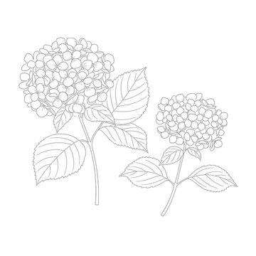Detailed line drawing of hydrangea flowers with leaves and stems