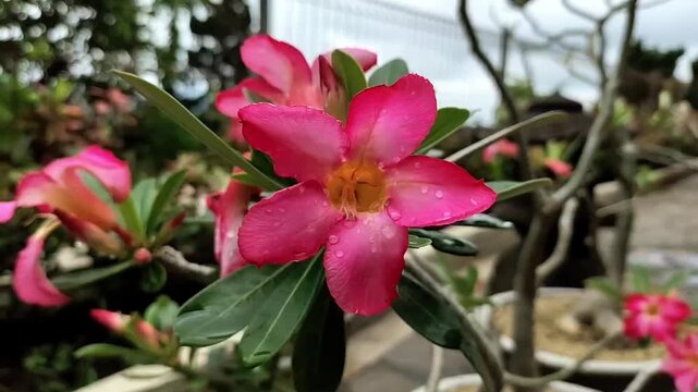 Pink Adenium Flowers Blooming In Garden Environment