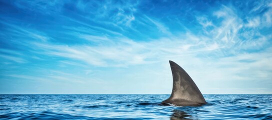 Naklejka premium A shark fin protrudes from calm ocean waters beneath a partly cloudy blue sky, evoking a sense of mystery and vigilance.