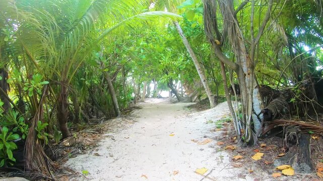 Sandy path through palm trees and granite rocks at Anse Source d Argent Tropical vegetation and unique rock formations create an exotic coastal landscape with natural textures and depth