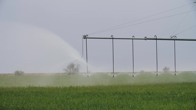An irrigation system over a corn field. Modern sprinkler technology for consistent field irrigation