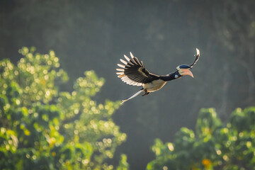 Malabar pied hornbill, also known as the lesser pied hornbill, is a bird in the hornbill family © prasanth