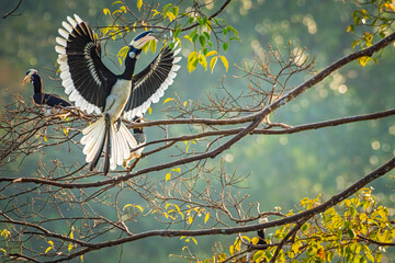Malabar pied hornbill, also known as the lesser pied hornbill, is a bird in the hornbill family © prasanth