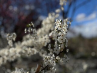 Fototapeta premium Prunus cerasus, commonly known as sour cherry tree, displaying abundant white blossoms in spring with dense flowering branches, symbolizing seasonal renewal and widely used in orchards.