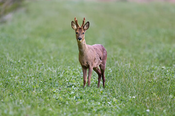 roe deer male in the grass © Duvekot Fotografie