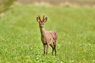 roe deer in the grass © Duvekot Fotografie