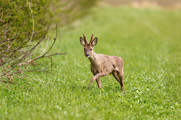 roe deer buck in the grass © Duvekot Fotografie